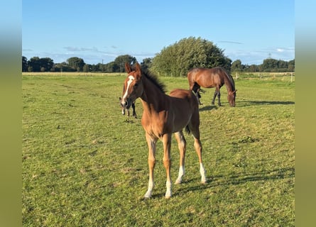 Holstein, Stallion, Foal (06/2025), Chestnut-Red