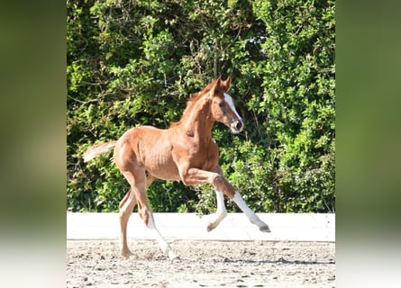 Holstein, Stallion, , Chestnut-Red