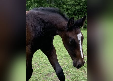 Holstein, Stallion, Foal (04/2024), Gray-Dark-Tan