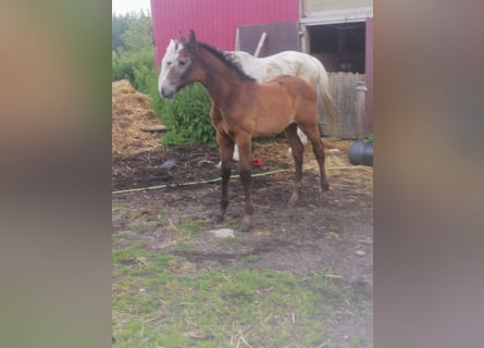 Holstein, Stallion, Foal (04/2024), Gray