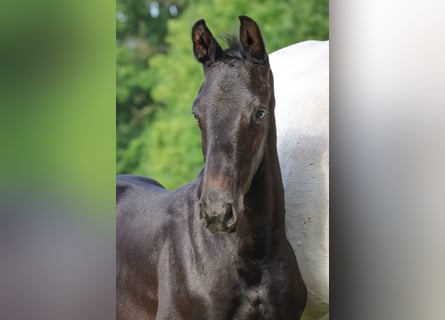 Holstein, Stallion, , Gray