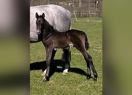 Holstein, Stallion, Foal (03/2023), Gray