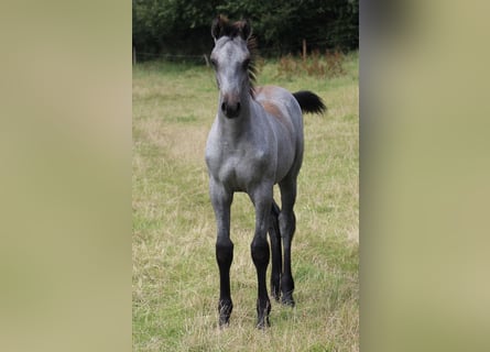 Holstein, Stallion, Foal (04/2024), Gray