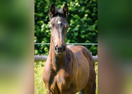 Holstein, Stallion, Foal (05/2025), Grey