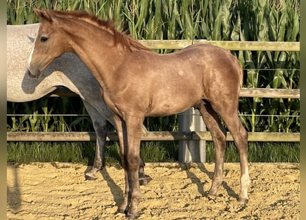 Holstein, Stallion, Foal (04/2025)
