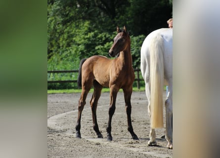 Holstein, Stallion, Foal (05/2025)