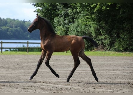 Holstein, Stallion, Foal (05/2025)