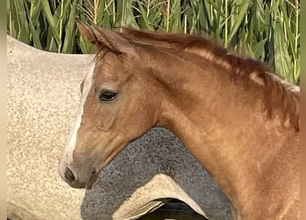 Holstein, Stallion, Foal (04/2025)