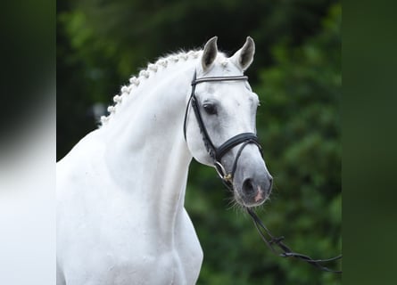 Holstein, Stallion, 34 years, 16,1 hh, Grey
