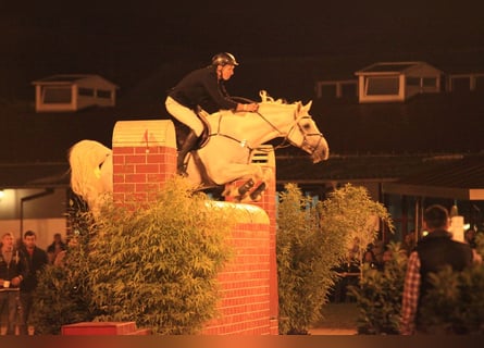 Holstein, Stallion, 24 years, 17 hh, Grey