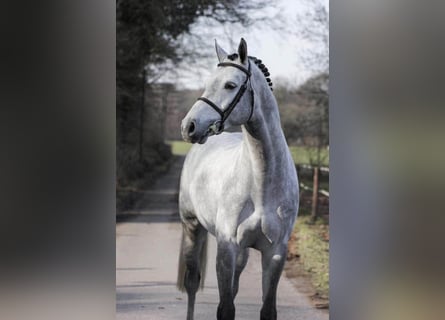 Holstein, Stallion, 9 years, 16,1 hh, Grey