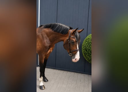 Holstein, Stallone, 11 Anni, 171 cm, Baio