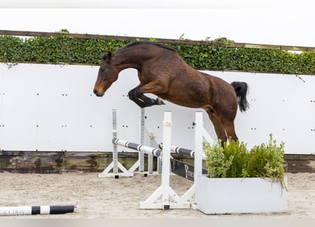 Holstein, Stallone, 17 Anni, 169 cm, Baio