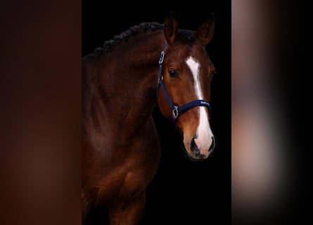 Holstein, Stallone, 5 Anni, 170 cm, Baio