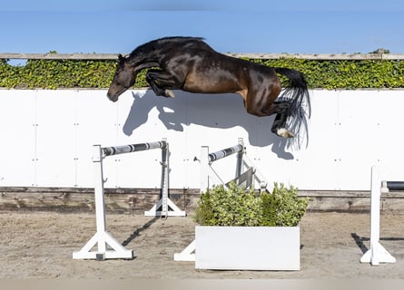 Holstein, Stallone, 6 Anni, 161 cm, Baio scuro