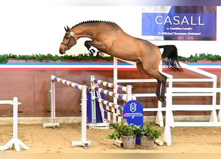 Holstein, Stallone, 4 Anni, 168 cm, Baio