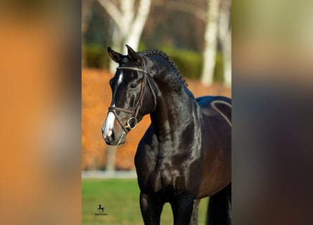 Holstein, Stallone, 13 Anni, 171 cm, Baio nero