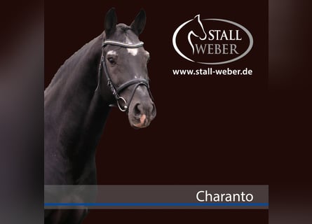 Holstein, Stallone, 22 Anni, 170 cm, Baio nero