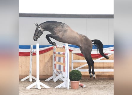 Holstein, Stallone, 12 Anni, 170 cm, Grigio