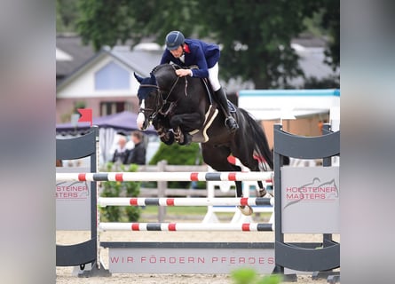 Holstein, Stallone, 13 Anni, 167 cm, Morello