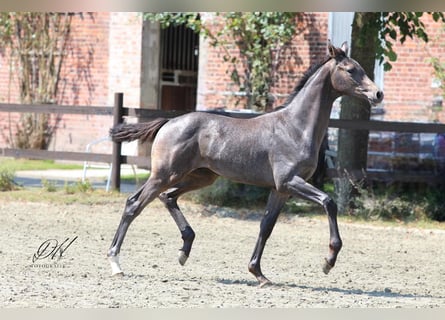 Holstein, Stallone, Puledri (04/2024), 168 cm, Grigio