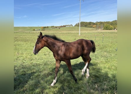 Holstein, Stallone, Puledri (06/2026), 170 cm, Baio