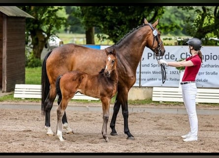 Holstein, Stallone, Puledri
 (04/2024), 170 cm