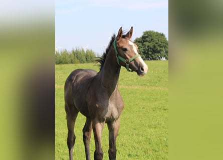 Holstein, Stallone, Puledri (04/2025), 170 cm, Grigio