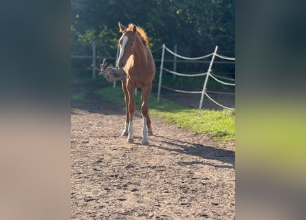 Holstein, Stallone, Puledri (05/2025), 170 cm, Sauro