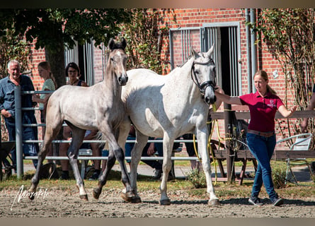 Holstein, Stallone, Puledri
 (03/2024), 172 cm, Grigio