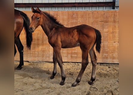 Holstein, Stallone, Puledri (04/2025), Baio