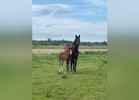 Holstein, Stallone, Puledri (05/2026), Baio
