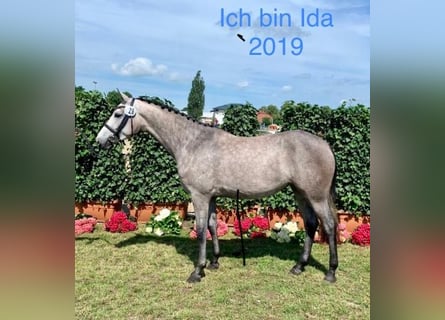 Holstein, Stallone, Puledri (04/2025)
