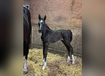 Holstein, Stallone, Puledri (06/2026), Morello
