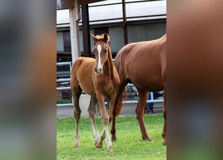 Holstein, Stallone, Puledri (04/2024), Sauro scuro