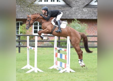 Holstein, Stallone, 14 Anni, 170 cm, Sauro