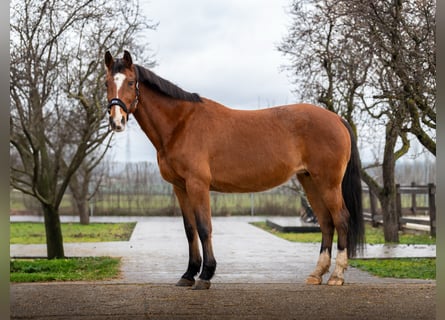 Holsteiner, Onbekend, Embryo