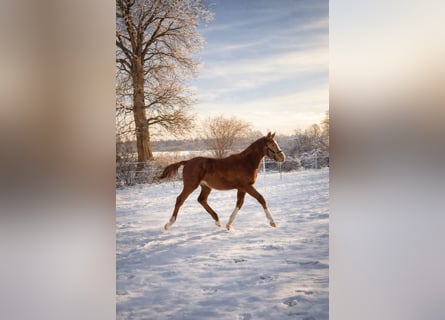 Holsteiner, Étalon, 1 Année, 170 cm, Alezan