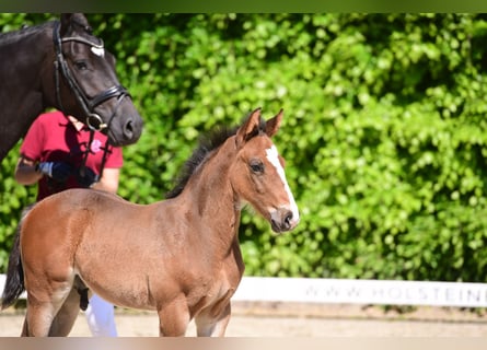 Holsteiner, Étalon, 1 Année, Bai brun foncé