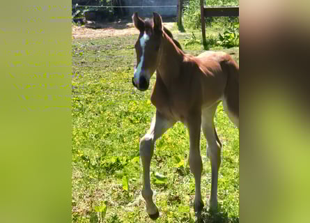 Holsteiner, Étalon, 1 Année, Bai
