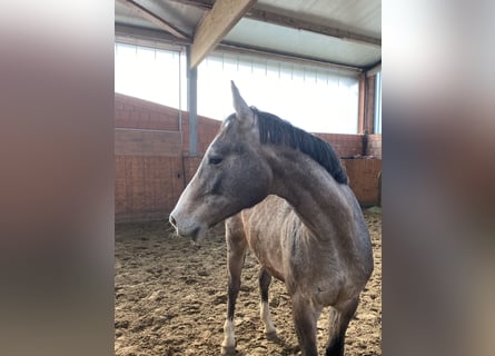 Holsteiner, Étalon, 2 Ans, 165 cm, Gris
