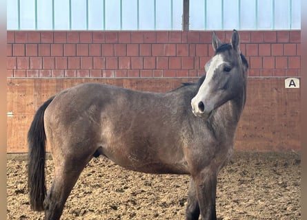 Holsteiner, Étalon, 2 Ans, 165 cm, Gris