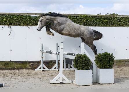 Holsteiner, Étalon, 2 Ans, 166 cm