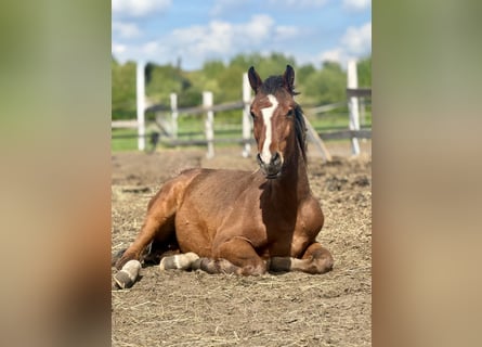 Holsteiner, Étalon, 2 Ans, 168 cm, Bai