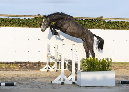 Holsteiner, Étalon, 2 Ans, 169 cm, Gris pommelé