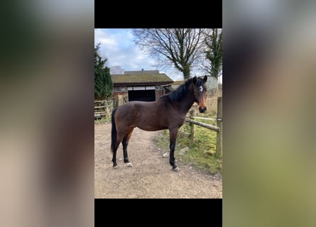 Holsteiner, Étalon, 2 Ans, Bai
