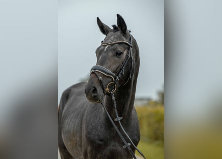 Holsteiner, Étalon, 3 Ans, 163 cm, Gris