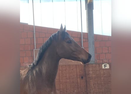 Holsteiner, Étalon, 3 Ans, 165 cm, Bai