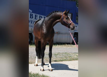 Holsteiner, Étalon, 3 Ans, 168 cm, Bai brun Holsteiner, Étalon, 3 Ans, 168 cm, Bai brun