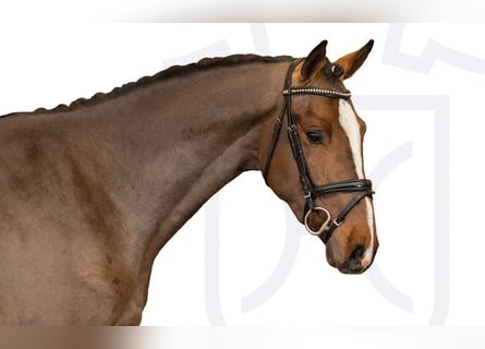 Holsteiner, Étalon, 3 Ans, Bai